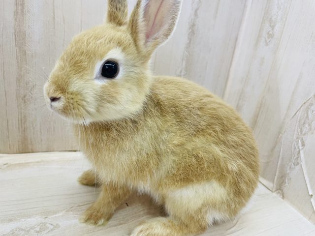 ネザーランドドワーフ