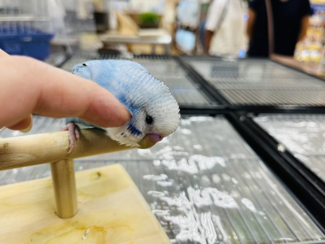 セキセイインコ