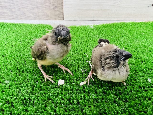 錦花鳥（キンカチョウ）