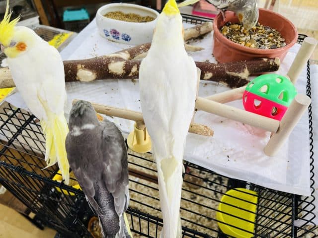 オカメインコ