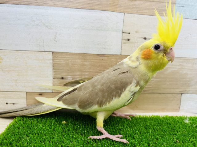 オカメインコ