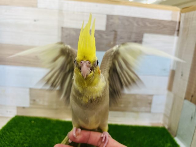 オカメインコ