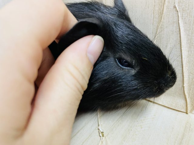 イングリッシュモルモット