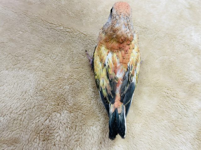 アキクサインコ（秋草インコ）