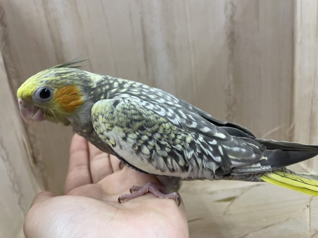 オカメインコ