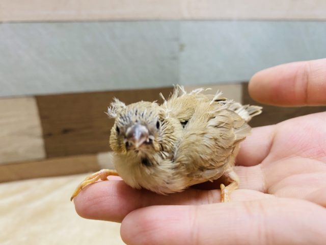 錦花鳥（キンカチョウ）