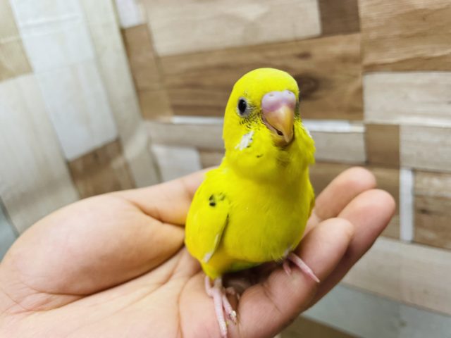 セキセイインコ