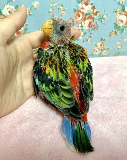 ナナクサインコ（七草インコ）