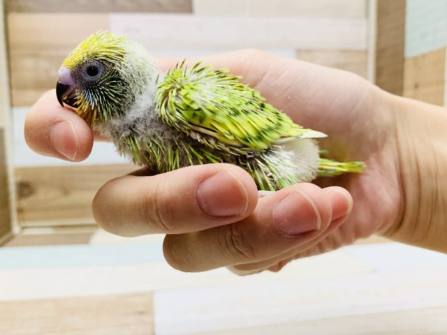 セキセイインコ
