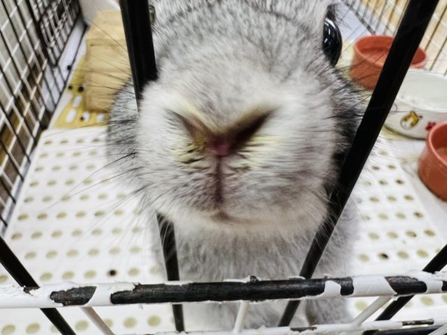 ネザーランドドワーフ