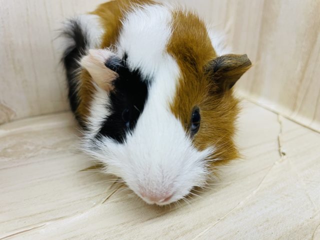 アビシニアンモルモット