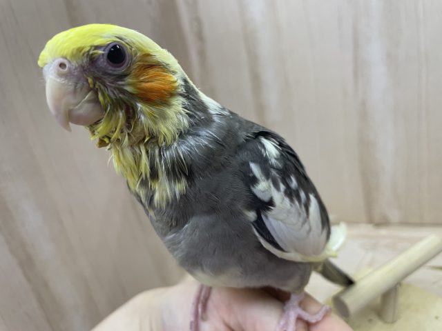 オカメインコ