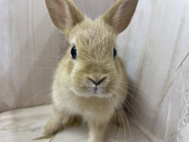 ネザーランドドワーフ