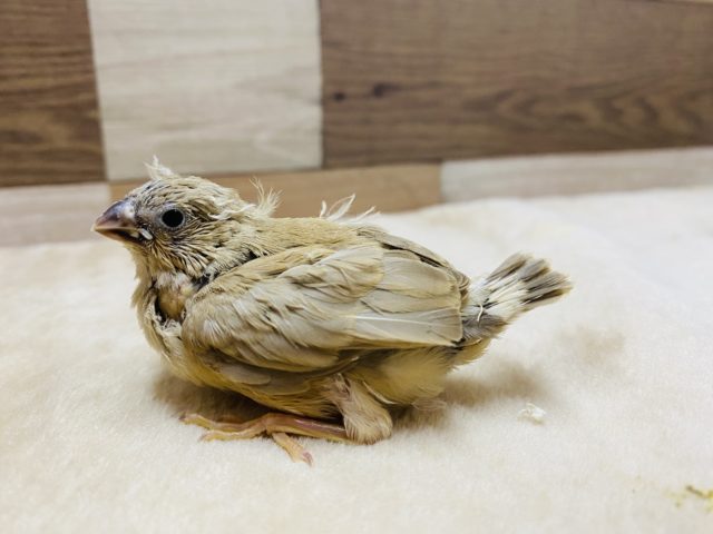 錦花鳥（キンカチョウ）