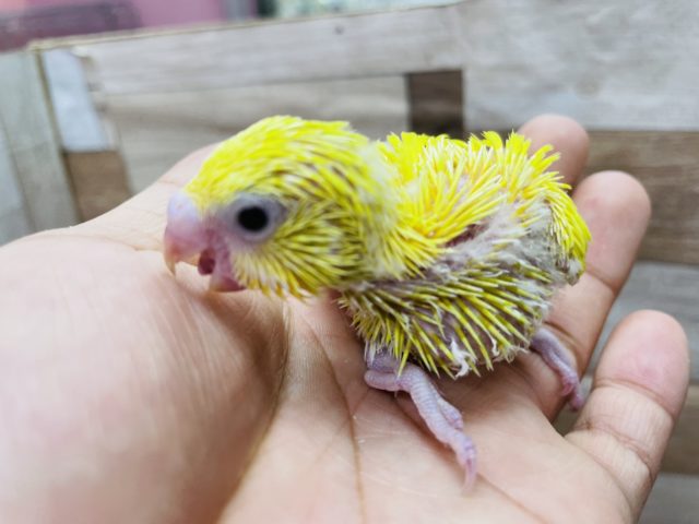 セキセイインコ