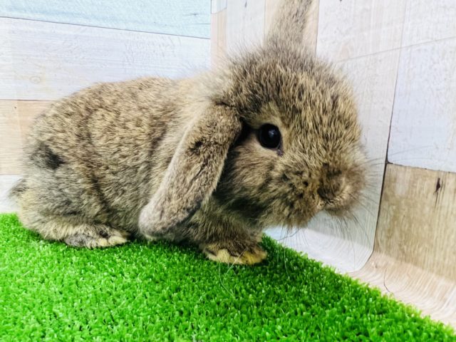 ロップイヤーラビット