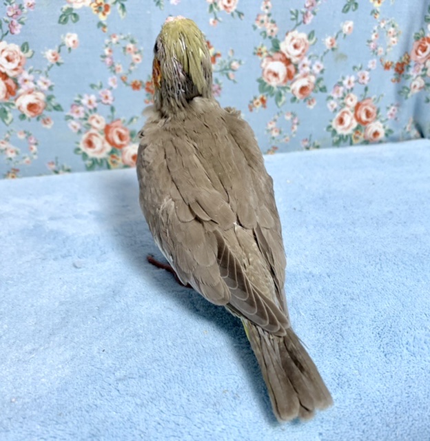 オカメインコ
