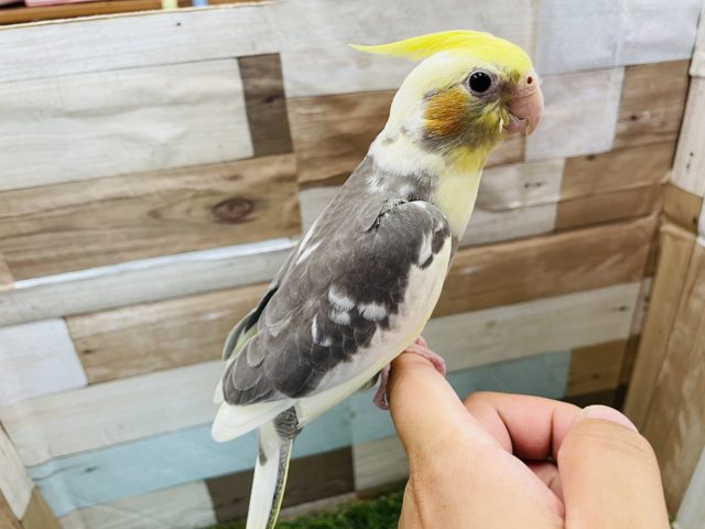 オカメインコ