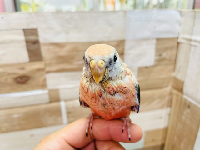 アキクサインコ（秋草インコ）