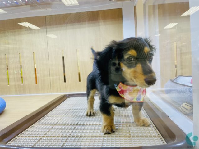 ミニチュアダックス