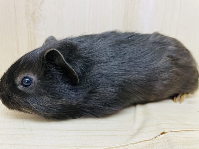 イングリッシュモルモット