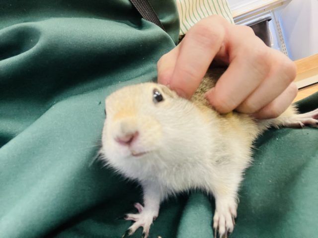 リチャードソンジリス