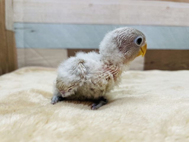 シロボタンインコ