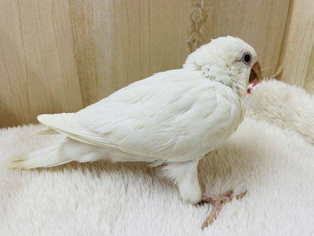 オキナインコ