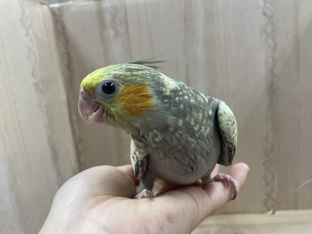 オカメインコ
