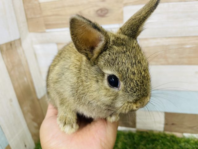 ネザーランドドワーフ