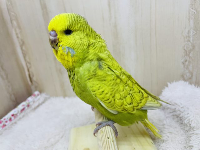 ジャンボセキセイインコ
