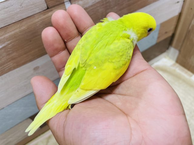 セキセイインコ
