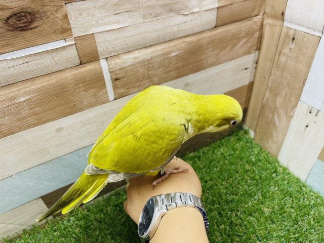 オキナインコ