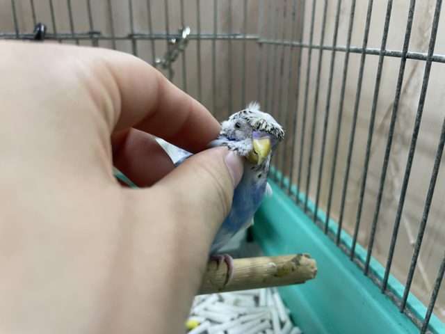 羽衣セキセイインコ