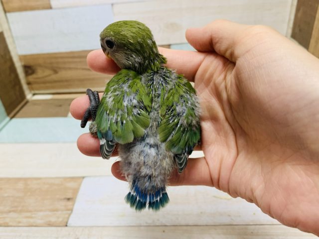 コザクラインコ（小桜インコ）