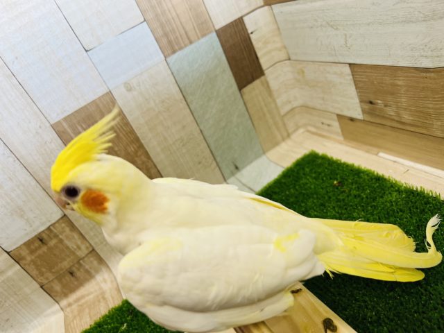 オカメインコ