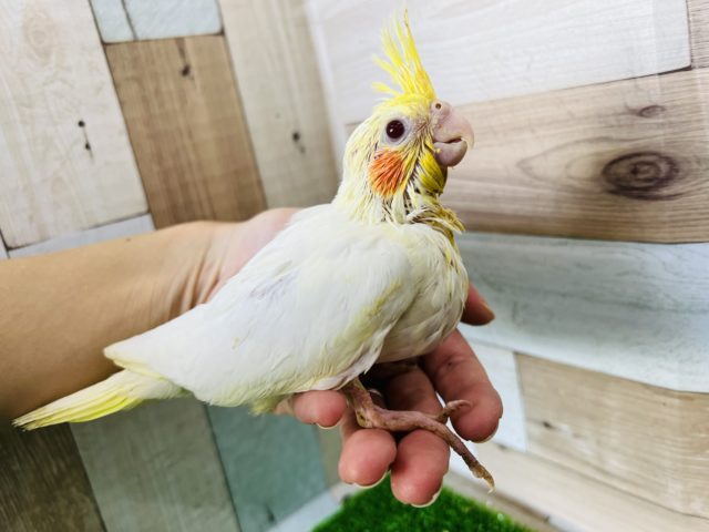 オカメインコ