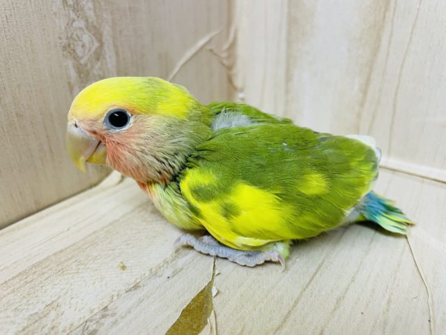 コザクラインコ（小桜インコ）