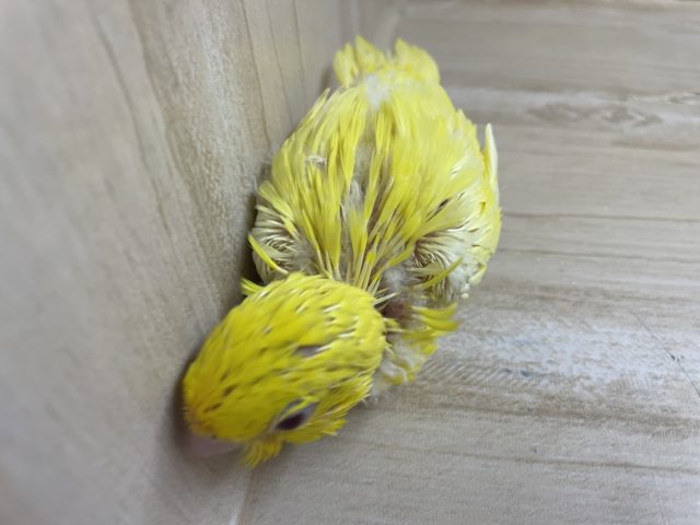 サザナミインコ