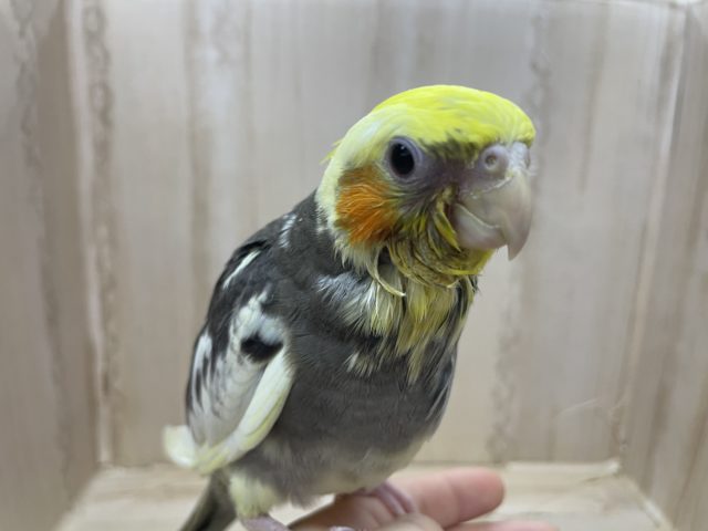 オカメインコ