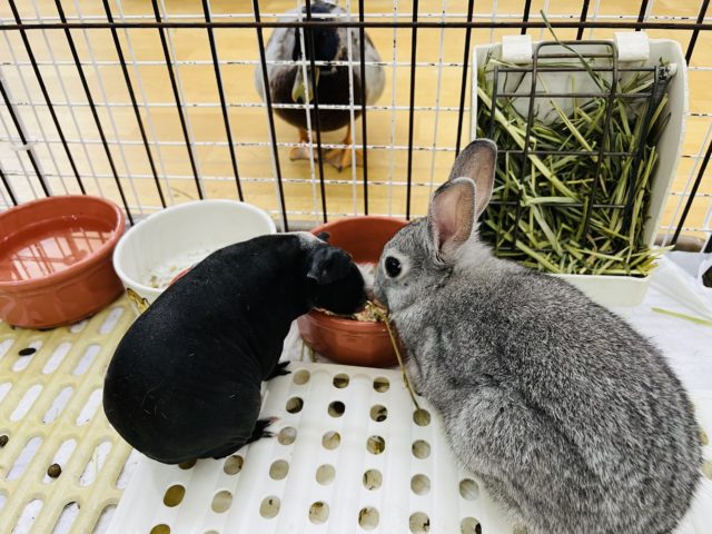 ネザーランドドワーフ