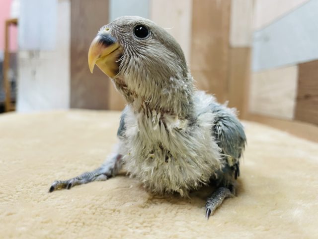 コザクラインコ（小桜インコ）