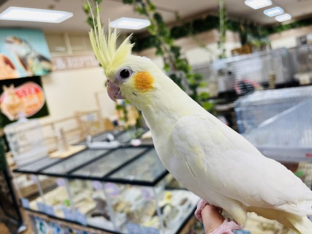オカメインコ
