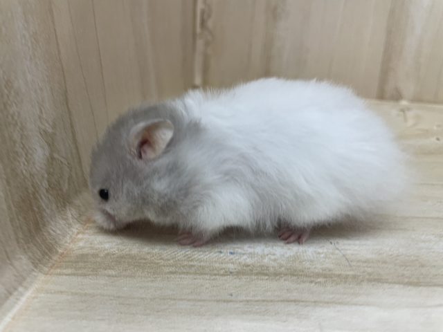 ゴールデンハムスター