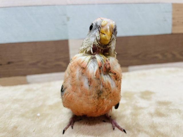アキクサインコ（秋草インコ）