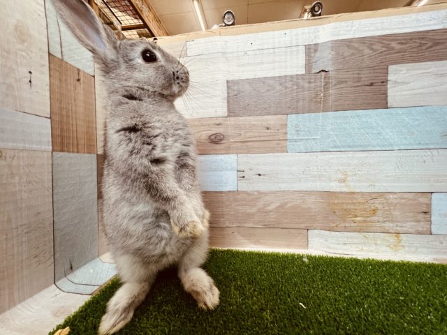 ネザーランドドワーフ