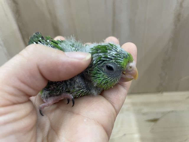 アサギリインコ