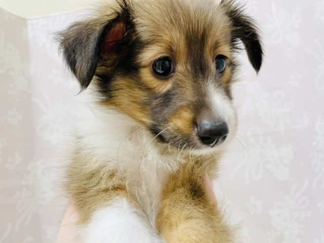 シェットランドシープドッグ（シェルティ）