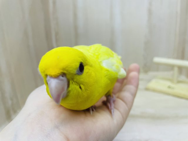 サザナミインコ