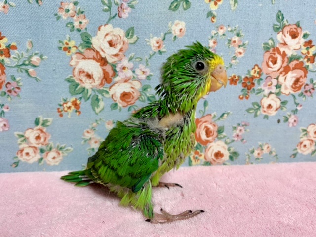 アサギリインコ